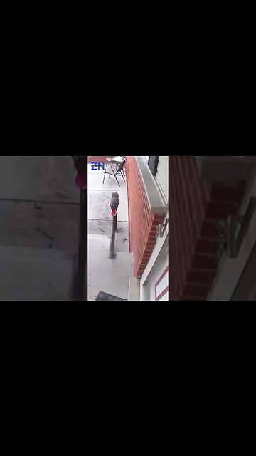 Woman Discovers the Identity of Grateful Cookie Giver Through Doorbell Camera Footage #news #animals