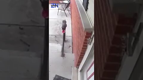 Woman Discovers the Identity of Grateful Cookie Giver Through Doorbell Camera Footage #news #animals