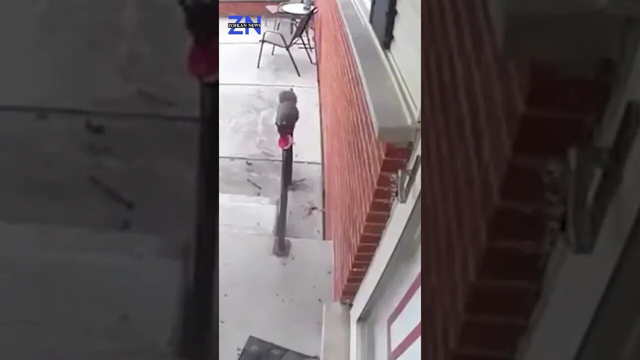 Woman Discovers the Identity of Grateful Cookie Giver Through Doorbell Camera Footage #news #animals