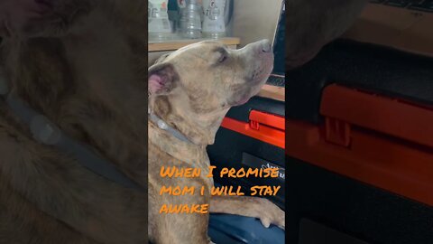 I promise to stay awake#dogs #shortsvideo #funnyvideo