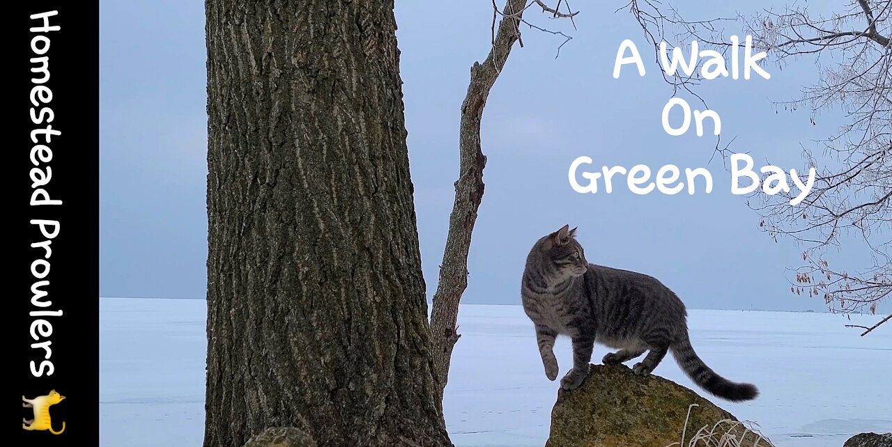 Floki Cat Explores Green Bay