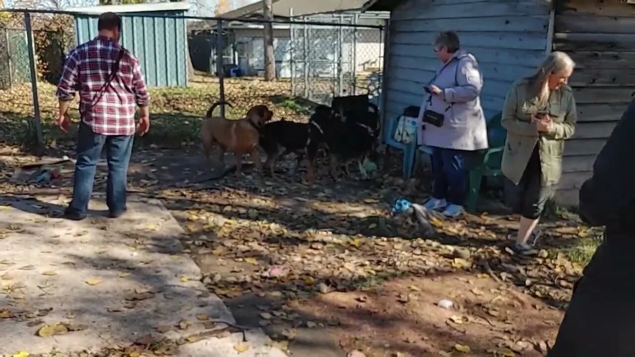 Puppy Reunion - Florence's pups meet each other 1 year later for a play date at the shelter.