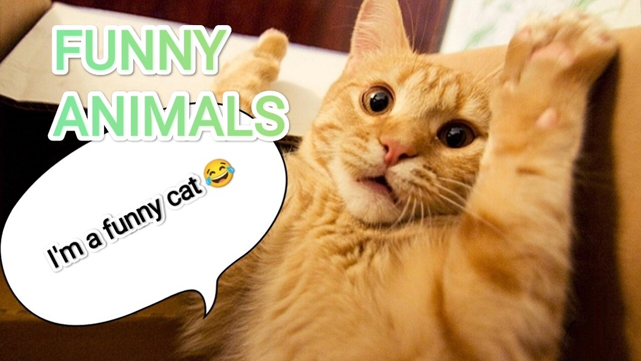 try not to laugh 🤣 Funny animals