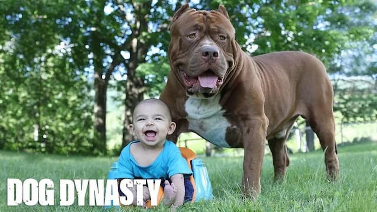 Giant Pit Bull Hulk & The Newborn Baby | DOG DYNASTY