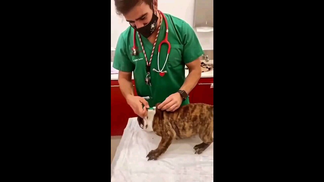 Injection how to puppy