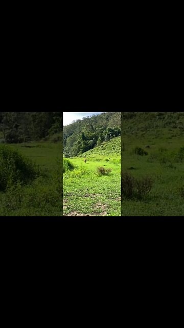 Dog Rescued from Death Row at the Pound enjoying his first Birthday in his forever home Happy 2nd 🥳