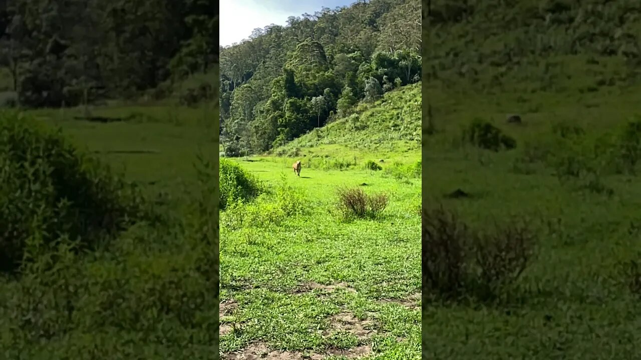 Dog Rescued from Death Row at the Pound enjoying his first Birthday in his forever home Happy 2nd 🥳