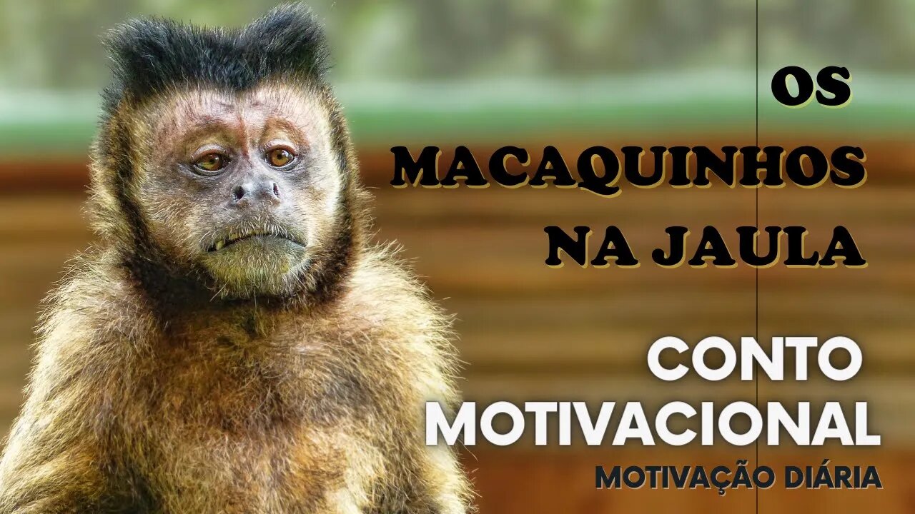 Os macaquinhos na jaula (Conto Motivacional)