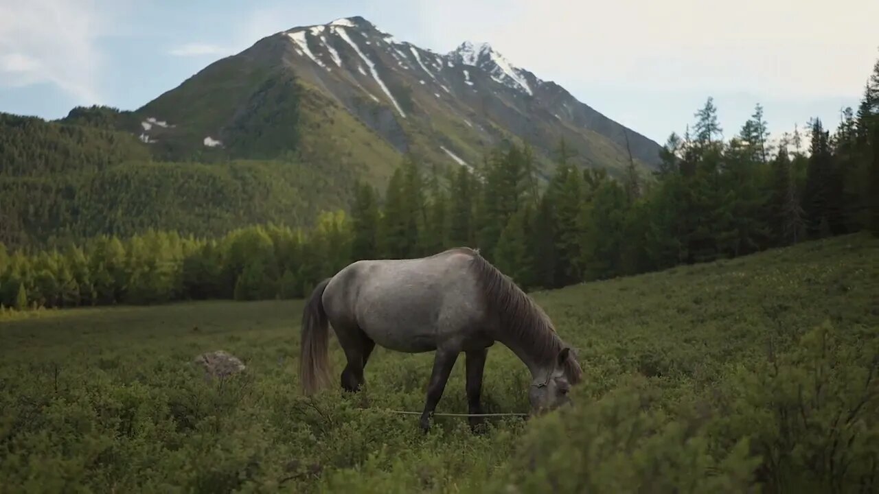 CAVALOS NA ROCA