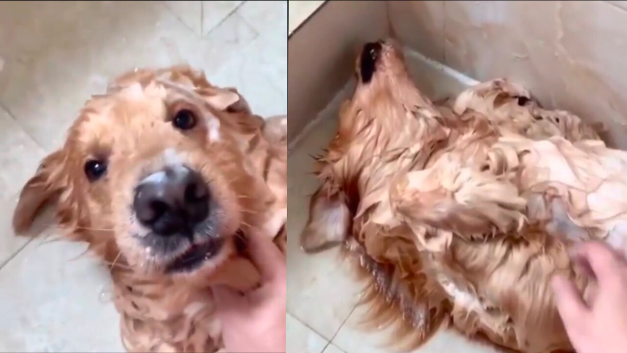 Watch till the end Dog acting during taking bath