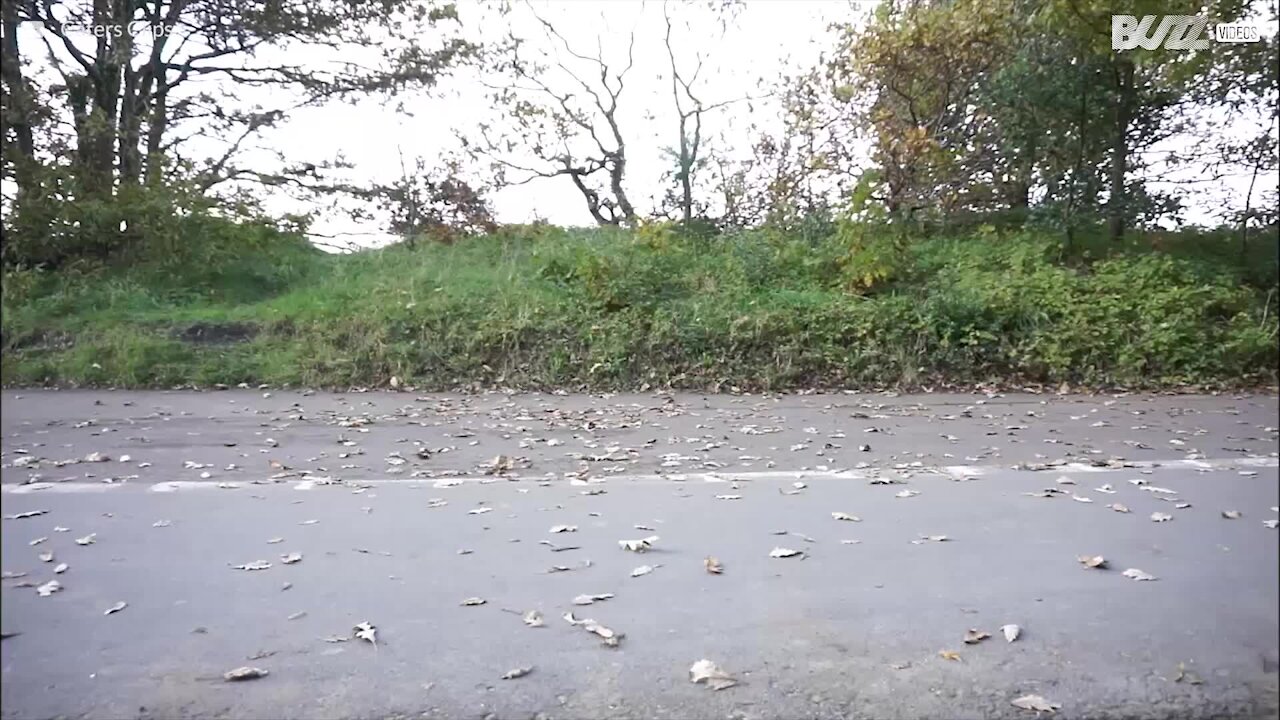 A passeggio con l'anziano cagnolino