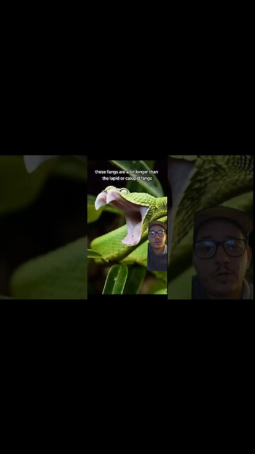 Vipers are some of the best know snakes