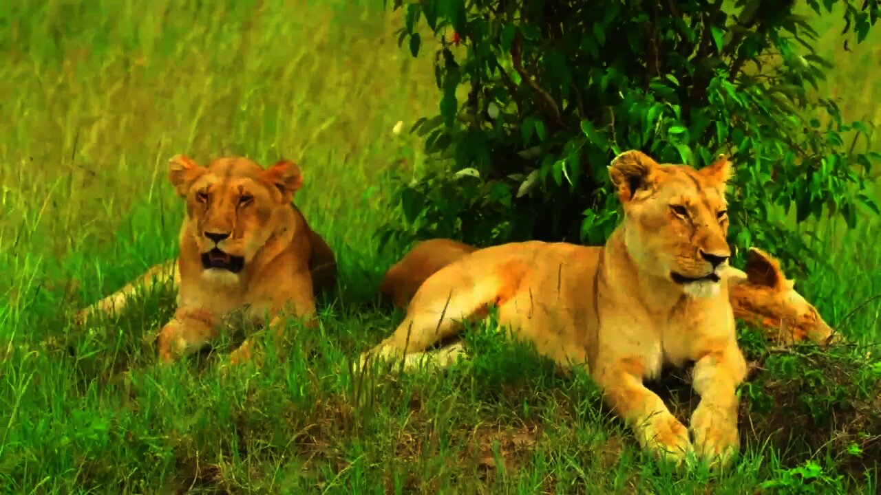 Relaxing music with beautiful wild life