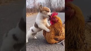 Funny animal lazy walking #shorts #animals #funny #ytshorts #cats #dogs #pets #perros #gatos #猫