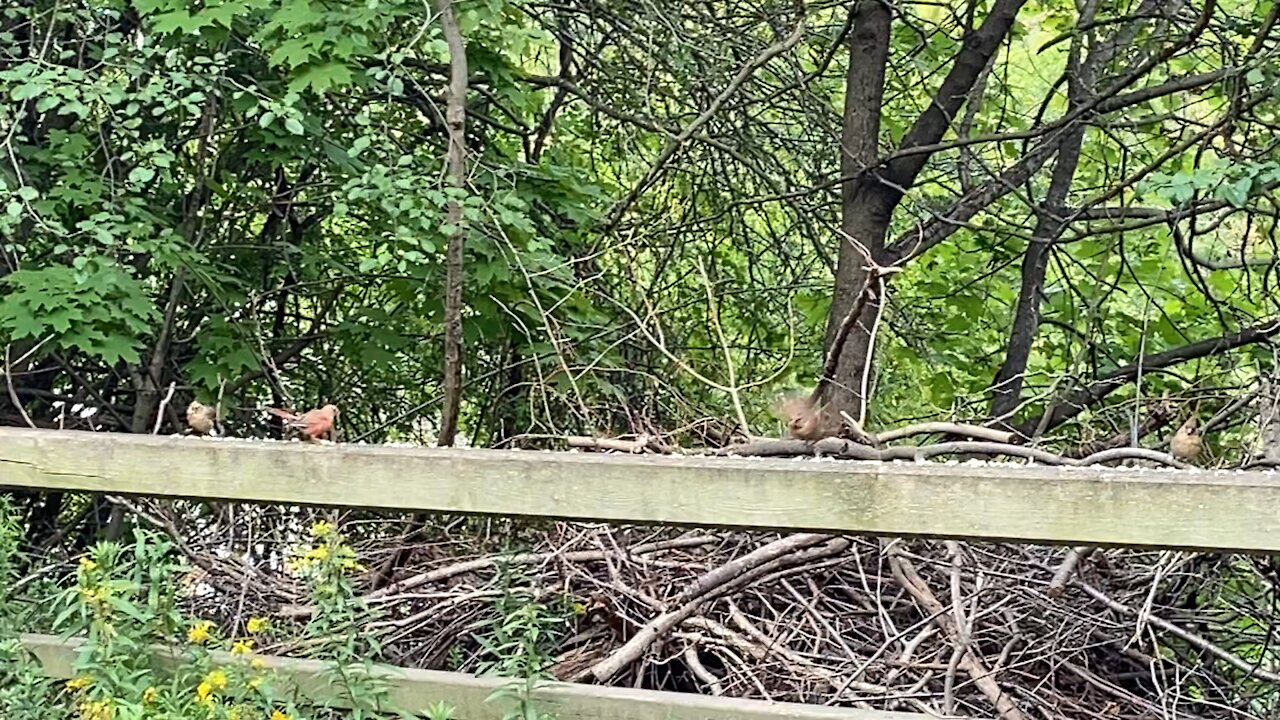 4 Cardinal fledglings