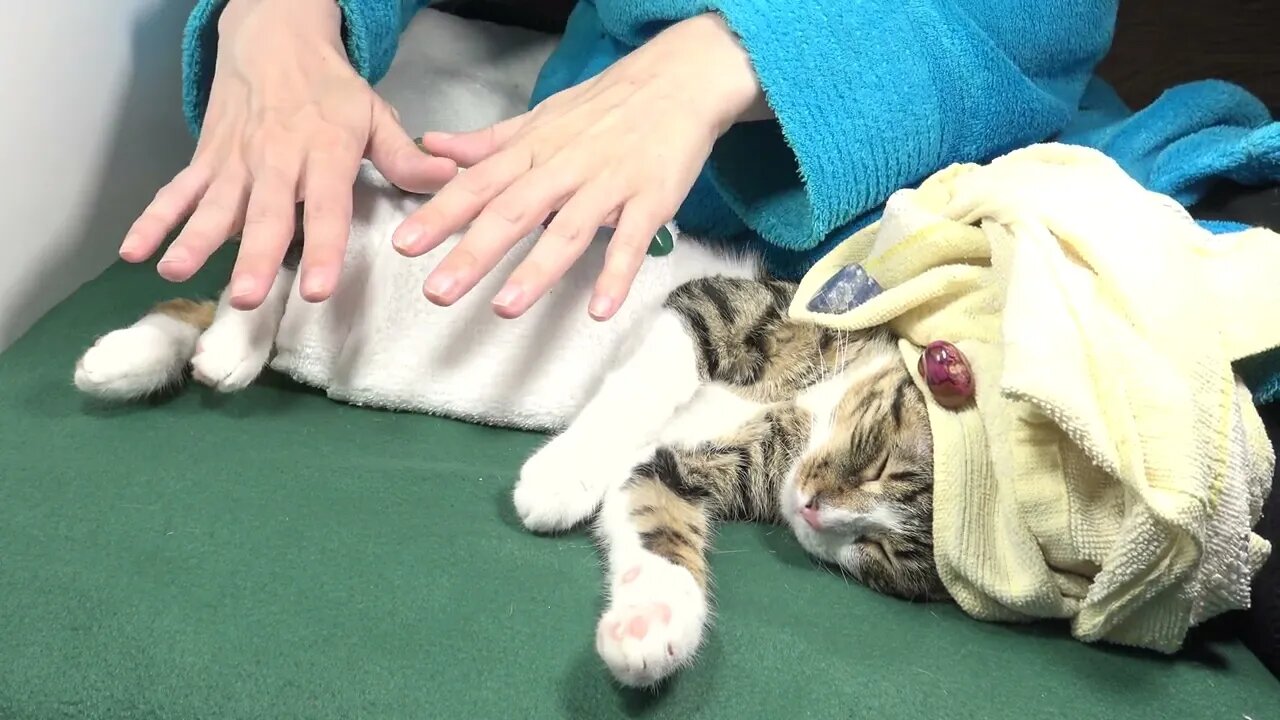 Cat Reiki Session