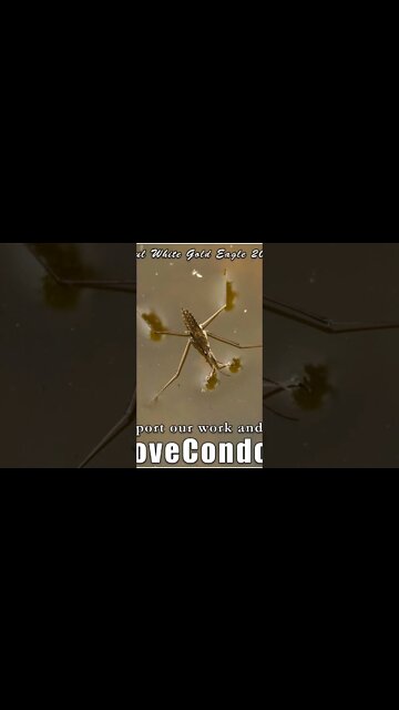 Holy Emissaries of the Light Spheres of Sacred Shambhala