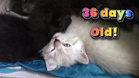 Misha's Kittens Are 36 Days Old!😻