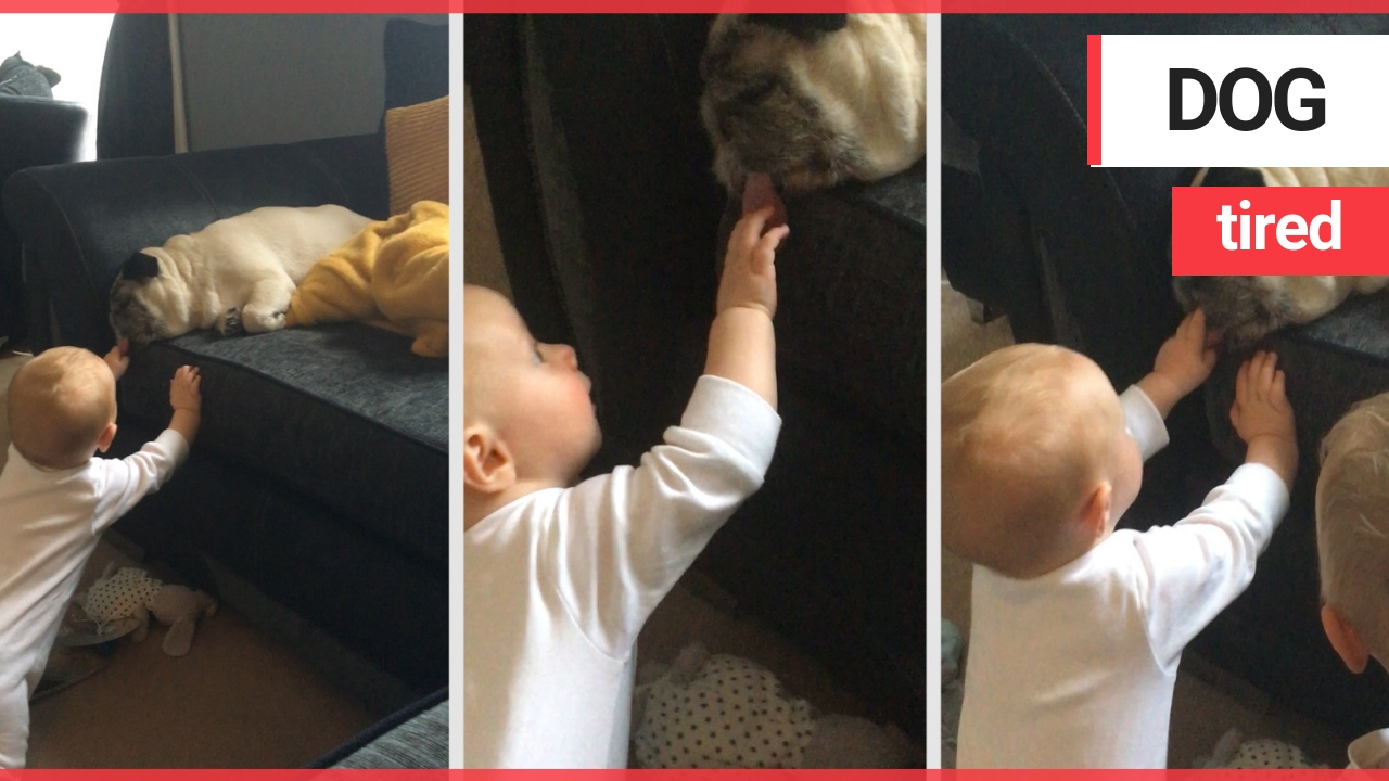 Hilarious Moment Pug Refuses To Wake Up As Toddler Yanks On His Floppy Tongue