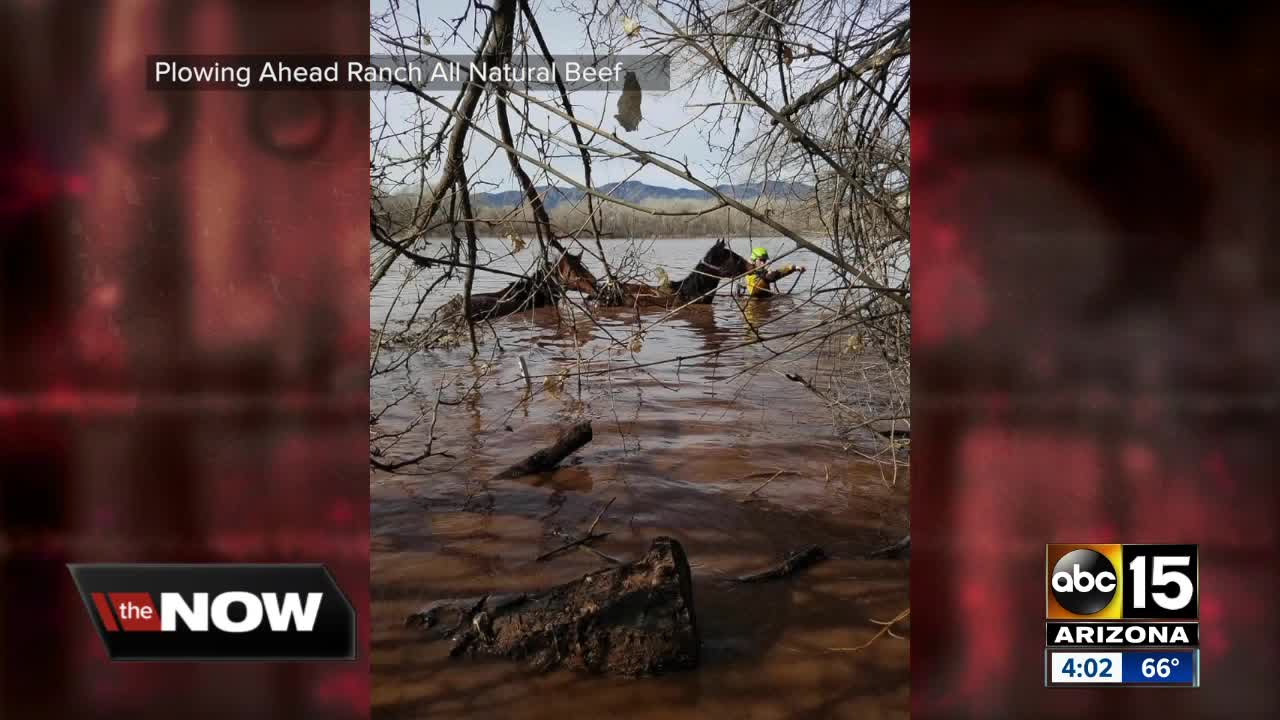 Horses rescued from flood waters in Verde Lakes