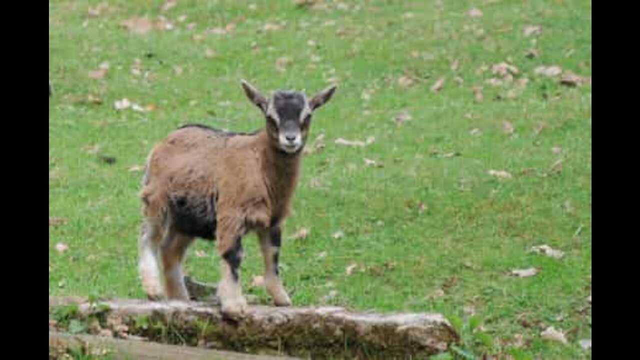 Cucciolo di capra non si separa dal suo nuovo amico