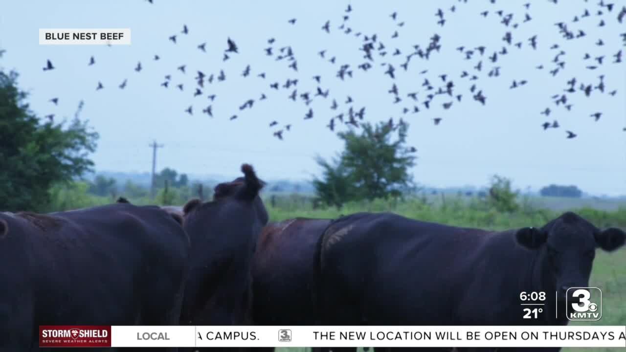 Blue Nest Beef paying attention to number of birds living on ranches