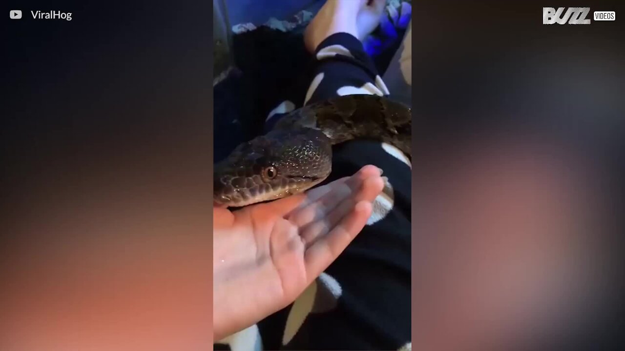 Le serpent le plus câlin du monde