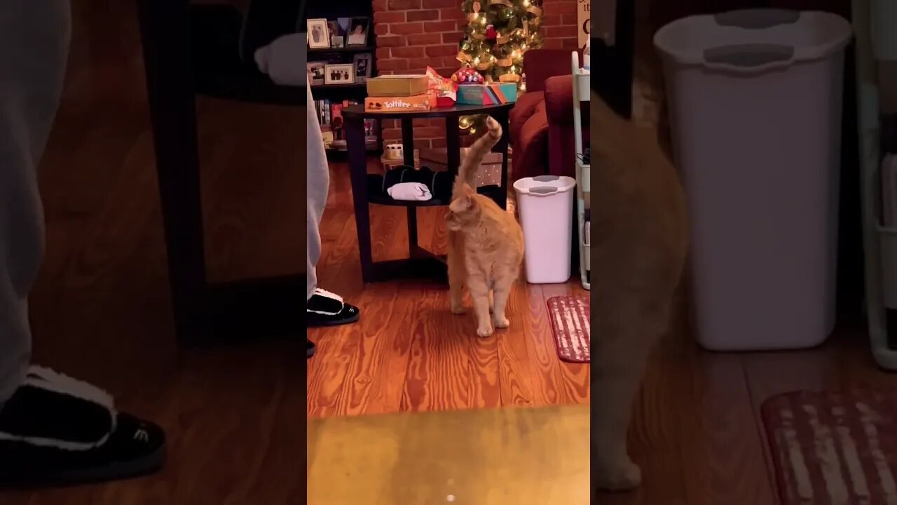 My Cat is so Loud 😂