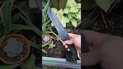 Schrade SCHF52 - old budget fixed blade 🔪 knife #shorts #knifeshorts @SurvivalOnPurpose