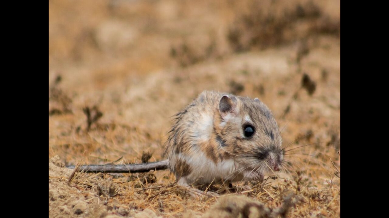 These tiny kangaroo rats live in Arizona - ABC15 Digital