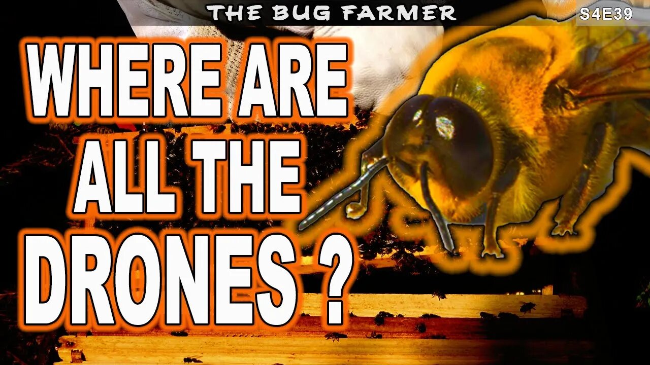 Where are all of the Drones? | Condensing beehives | #beekeeping #honey #beekeeping101 #bees