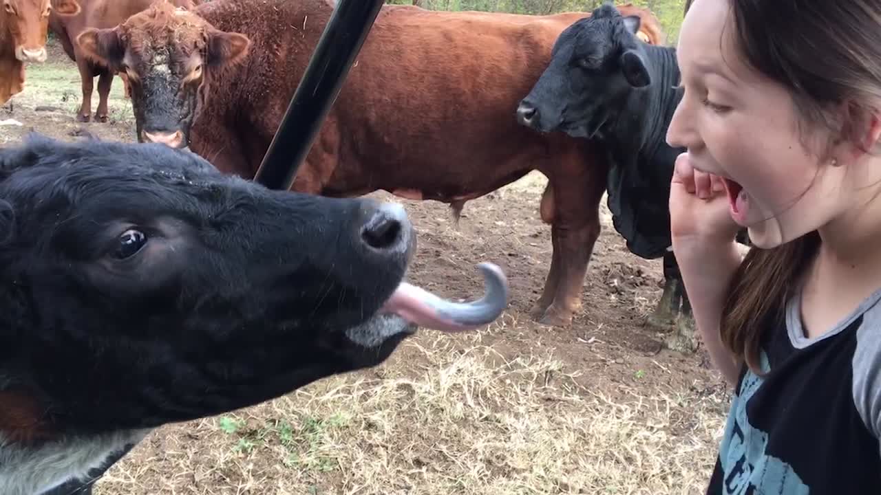 Cows Vs. Kids