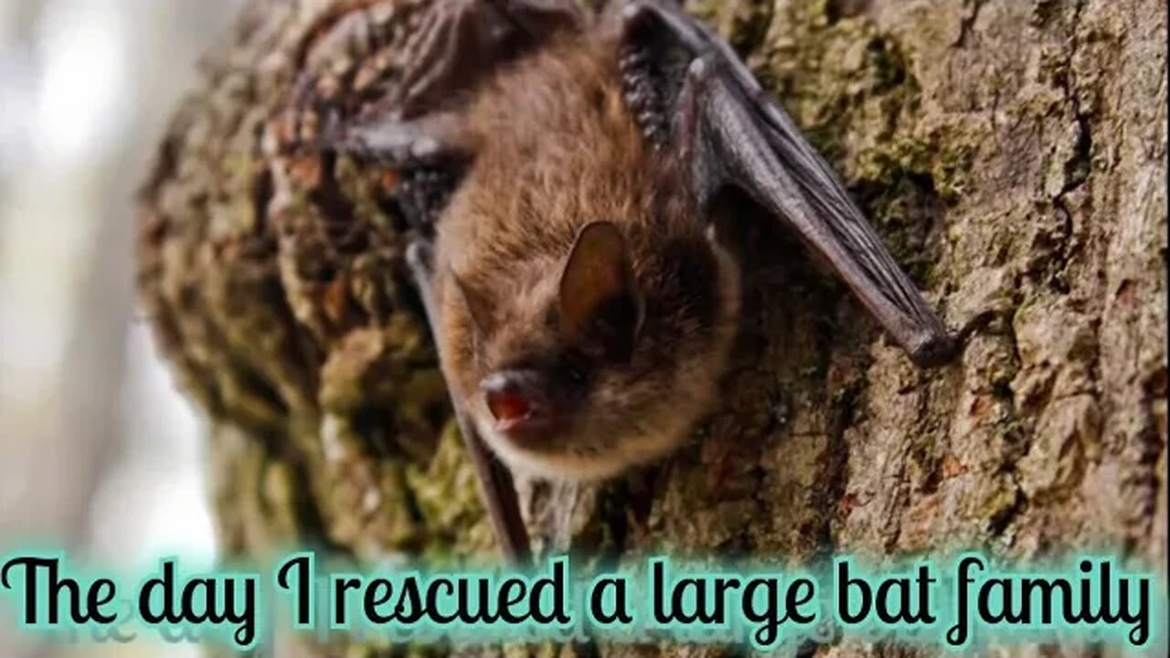 The day I saved a LARGE bat family (seriously) 🦇🦇🦇🦇🦇