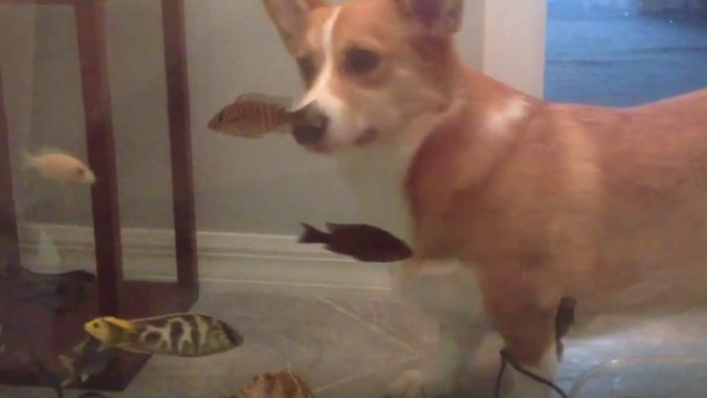 Corgi struggles to comprehend fish tank