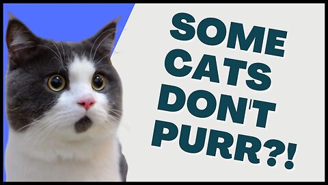 😺Why Some Cats May Not Purr - 🙀And What You Can Do About It