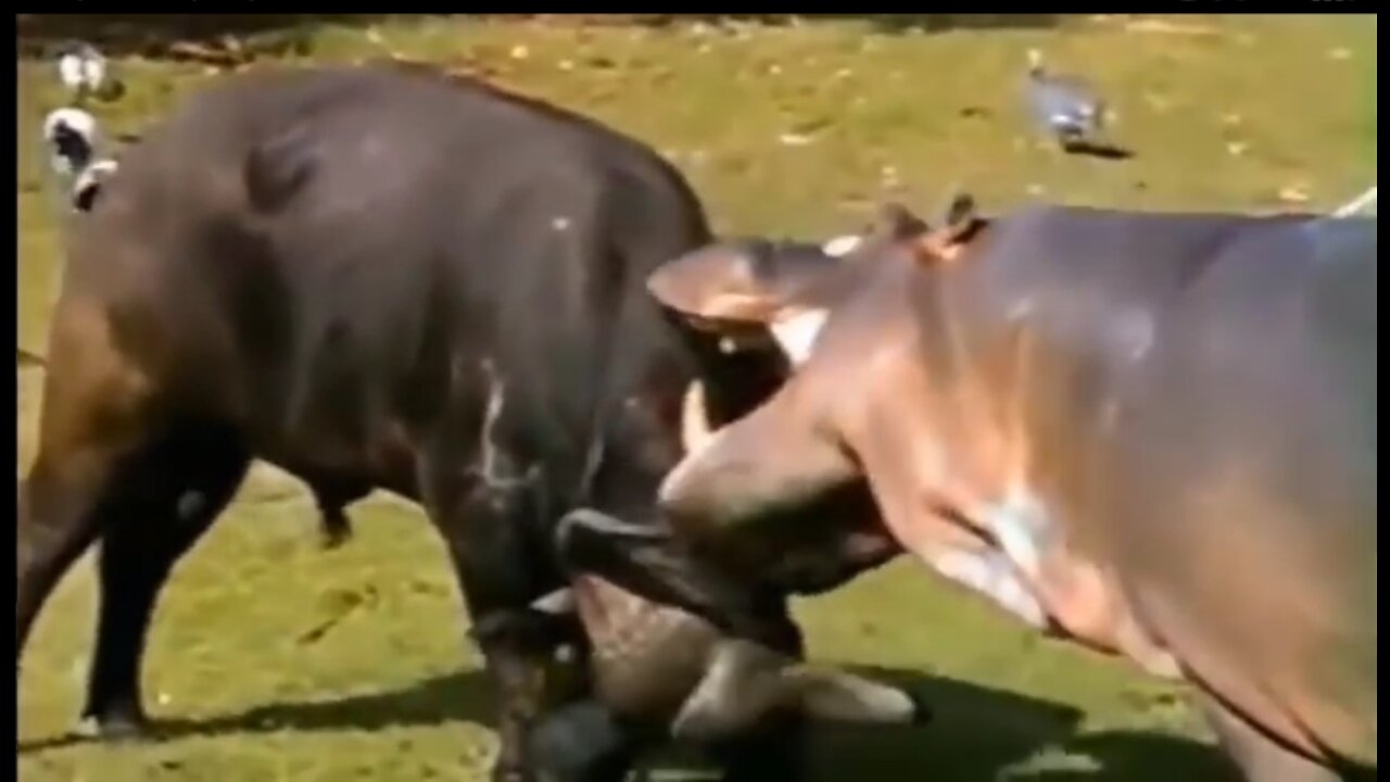 Hippo preys on a buffalo