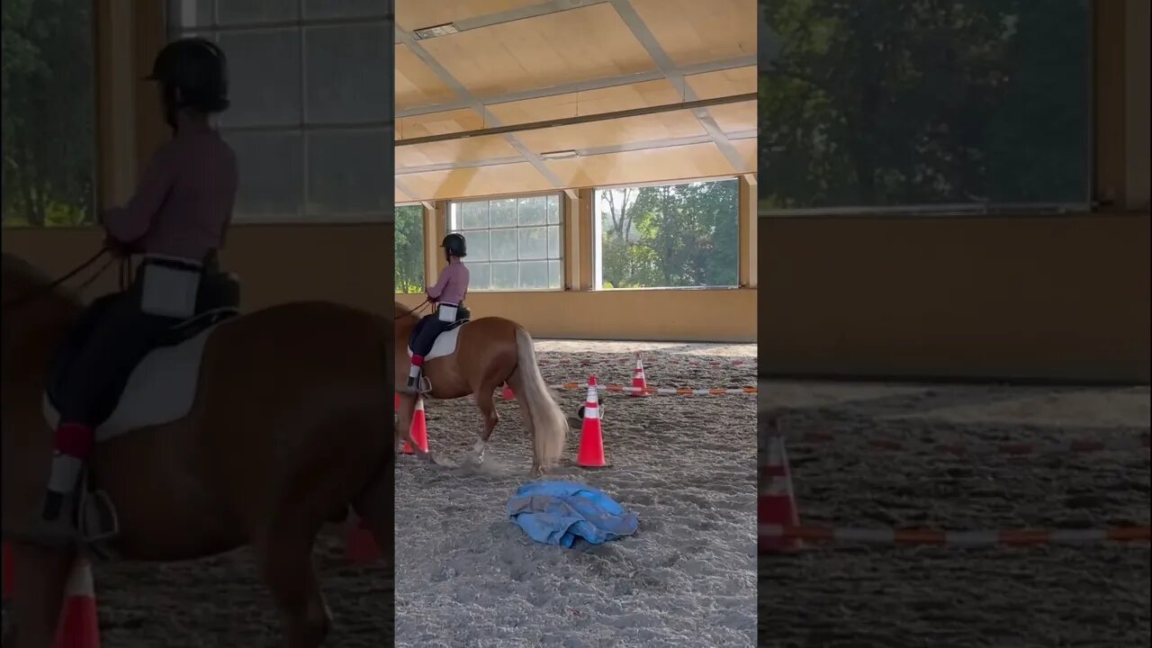 HUGE STALLION VS TARP 🤣