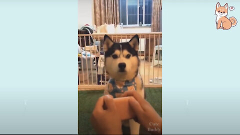 Cute Dog Videos 😆🐶