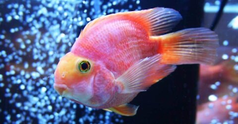 The EXTREMELY helpful guide to beautiful fish become emotional after looking in the mirror.