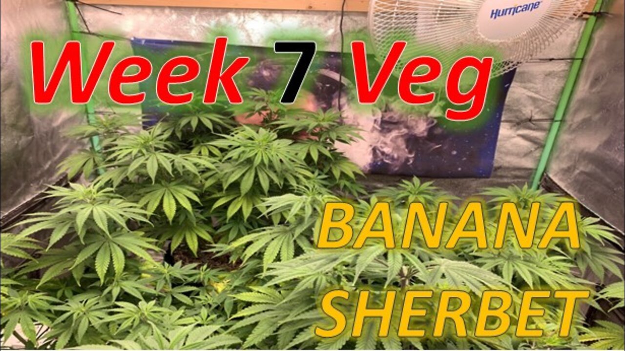Banana Sherbet Week 7