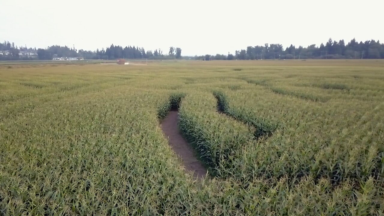 High altitude drone discovers cool cornfield art