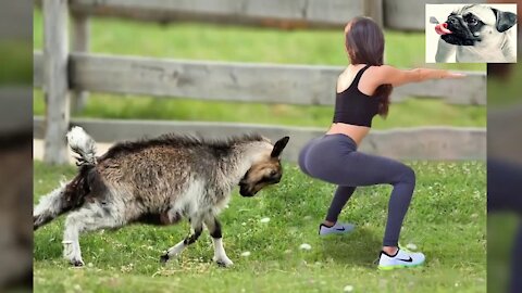 Sheep Attacking People a funny video