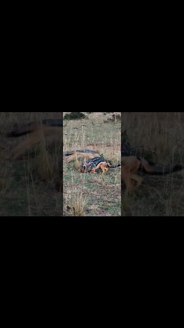 Jackals Caught A Baby Gazelle! #shorts | #ShortsAfrica | #Augdailyshorts