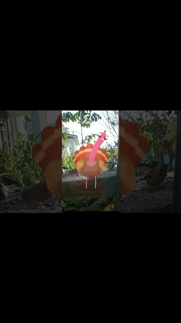 The Great Turkey Visits #Shorts 🍠