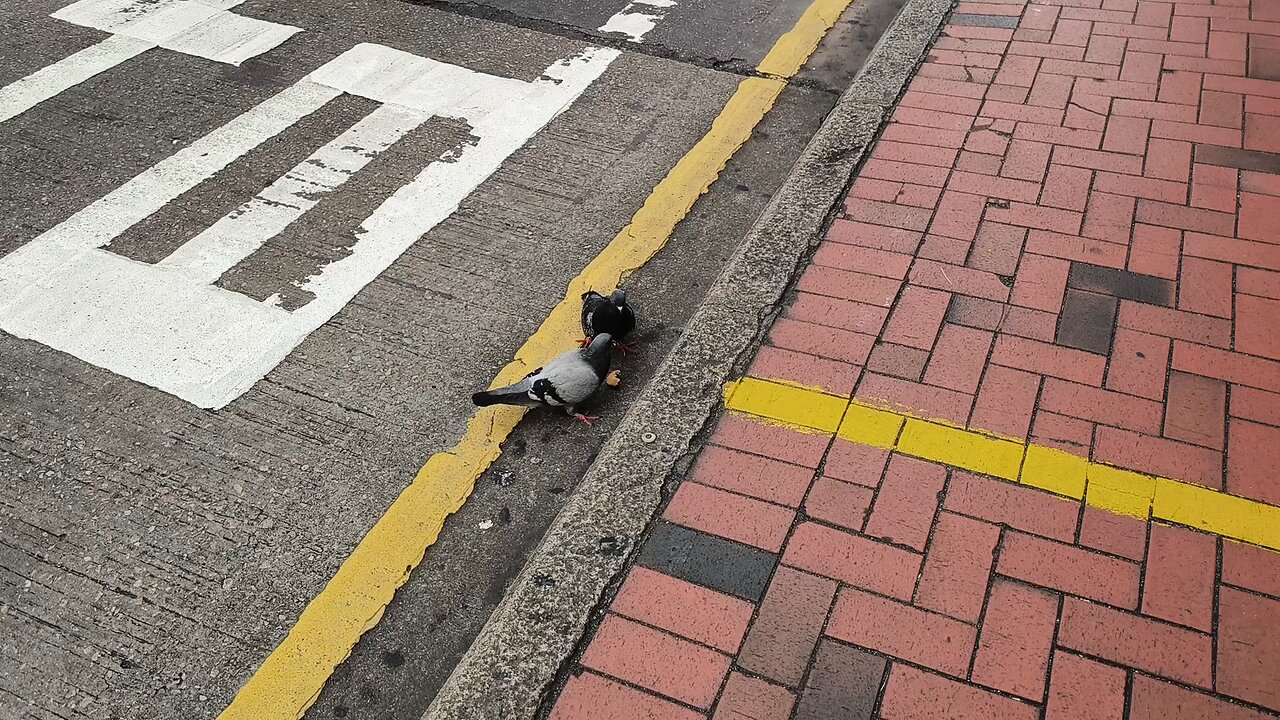 20240217 Wild Pigeons having a piece of bread while I'm waiting for the bus