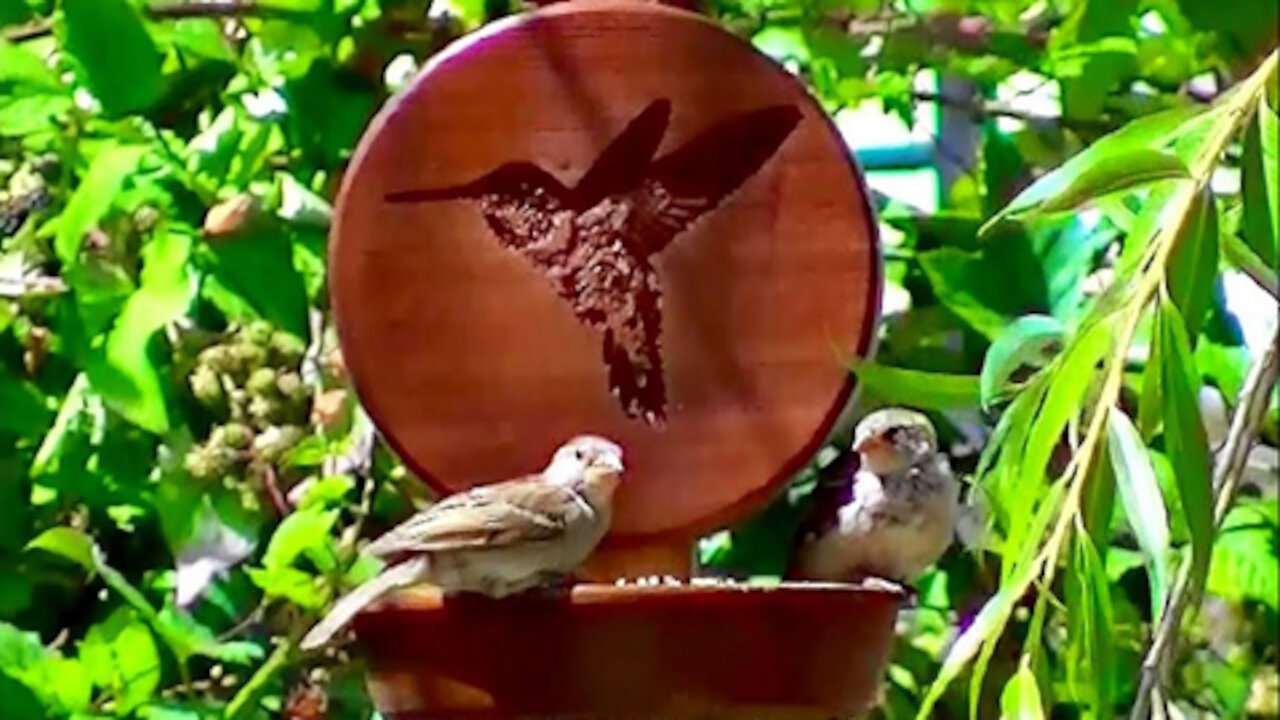 IECV NV #150 - 👀 Sparrows Eating At The Hummingbird Feeder 6-13-2016