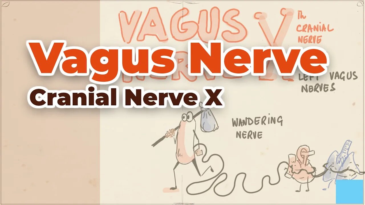 Vagus Nerve (Cranial Nerve X) - An Important Part of Autonomic Nervous System