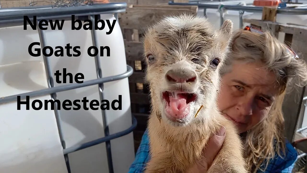 New Nigerian dwarf/pygmy goats born on the homestead. Help name our new babies.