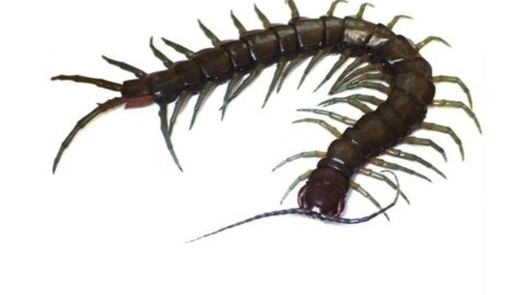 New centipede species is the biggest discovered on these islands