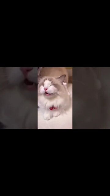 Funny Cats #shorts #cutecat #youtubeshorts #cats #funnycats #compilation